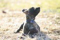 Puppy laying down with nose up, selective focus Royalty Free Stock Photo