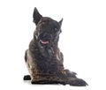 Dutch Shepherd in studio Royalty Free Stock Photo