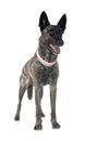 Dutch Shepherd in studio Royalty Free Stock Photo