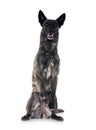 Dutch Shepherd in studio Royalty Free Stock Photo