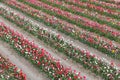 Dutch show garden with lines of varicolored tulips