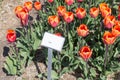 Dutch show garden with several kind of colorful tulips.