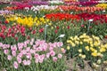 Dutch show garden with several kind of colorful tulips.