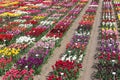 Dutch show garden with several kind of colorful tulips.