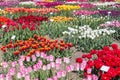 Dutch show garden with several kind of colorful tulips.