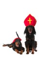 Dutch Sinterklaas and black Piet dogs