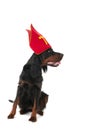 Dutch Sinterklaas dog Royalty Free Stock Photo