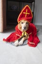 Dutch Sinterklaas dog Royalty Free Stock Photo