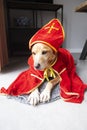 Dutch Sinterklaas dog Royalty Free Stock Photo