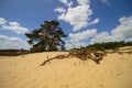 Dutch sky iand tree in the dunes with branches in front Royalty Free Stock Photo