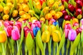 Dutch souvenir wooden decoration tulips