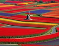 Dutch Splendor, Tulip Fields and Windmill Royalty Free Stock Photo