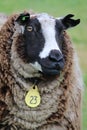 Dutch spotted sheep