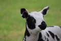 Dutch spotted sheep lamb