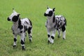 Dutch spotted sheep lambs Royalty Free Stock Photo