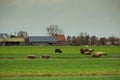 Dutch Spotted Sheep in Zuid-Holland peat meadow in the Groene Hart near Alphen aan den Rijn