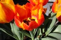 Dutch spring. close up of a red and yellow tulip, with bright colors, iconic symbol of amsterdam Royalty Free Stock Photo