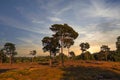 Dutch summer landscape in the evening with trees, grass and dramatic sky Royalty Free Stock Photo