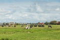 Dutch summer polder landscape at village Weipoort with green meadows and grazing black-colored cows Royalty Free Stock Photo