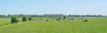 Dutch summery polder landscape group of cows lying in grass