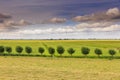 Dutch summery polder landscape at Wassenaarsche Polder with a tight row of pollard willows