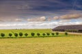 Dutch summery Polder with a tight row of pollard willows Royalty Free Stock Photo