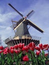 Dutch tipical view of mill and tulips