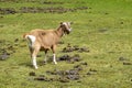Dutch Toggenburg goat, crossbreeding between Drenthe land goat and Swiss Toggenburg goat, standing in meadow, Netherlands
