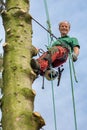 Dutch tree expert climbing with rope in tree Royalty Free Stock Photo