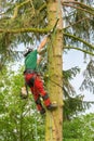 Dutch tree expert hangs and prunes in fir tree