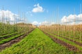 Dutch tree nursery on a sunny day in the autumn season