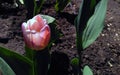 Dutch tulip called Sparkling Flag