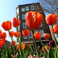 Red tulips at the Javaplein in Amsterdam, Holland