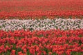 Dutch Tulip fields