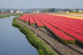 Dutch Tulip fields Royalty Free Stock Photo