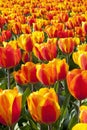 Dutch Tulip fields