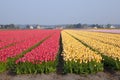 Dutch Tulip fields