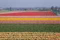 Dutch Tulip fields