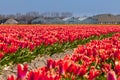 Dutch tulip fields in spring Royalty Free Stock Photo