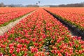 Dutch tulip fields in spring Royalty Free Stock Photo