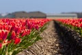 Dutch tulip fields in spring Royalty Free Stock Photo