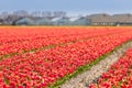 Dutch tulip fields in spring Royalty Free Stock Photo