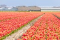 Dutch tulip fields in spring Royalty Free Stock Photo