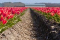 Dutch tulip fields in spring Royalty Free Stock Photo