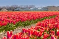 Dutch tulip fields in spring Royalty Free Stock Photo