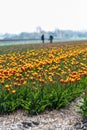 Dutch tulip fields with workers in the background Royalty Free Stock Photo