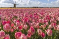 Dutch Tulip Windmill Landscape Royalty Free Stock Photo