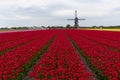 Dutch Tulip Windmill Landscape Royalty Free Stock Photo