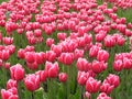 Dutch tulipfield 2