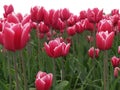 Dutch tulipfield 4